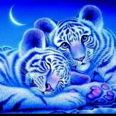 Profile Picture of Steven Rohe (@steven_rohe) on Twitter