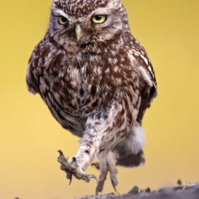 Profile Picture of Mike Cullum (@1micull) on Twitter