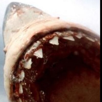 Profile Picture of Matthew La Crosse (@CrosseLa) on Twitter