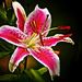 Profile Picture of Lora Stevens (@lorace80) on Pinterest
