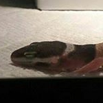 Profile Picture of Lazarus the Leopard Gecko (@lazarus.the.leo) on Instagram