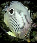 Profile Picture of Chaetodonon Wikipedia