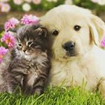 Profile Picture of Alexander Ying Ling (@alexanderling7) on Instagram