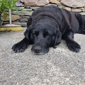 Profile Picture of Lin Ye Moriarty (@FelineLinny) on Youtube