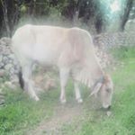 Profile Picture of Julissa Cuellar (@julissa.cuellar.1426) on Instagram