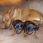 Profile Picture of Glen Jenkins (@calfroper71) on Instagram