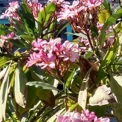 Profile Picture of Ana Quintero Flores (@AnaReginaQuint1) on Twitter