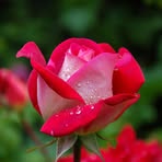 Profile Picture of Kunjamma Mathew (@kunjamma.mathew.169883) on Facebook