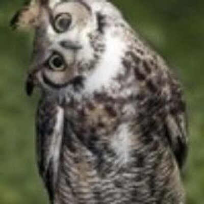 Profile Picture of Chris Wulf (@ChrisWulf3) on Twitter