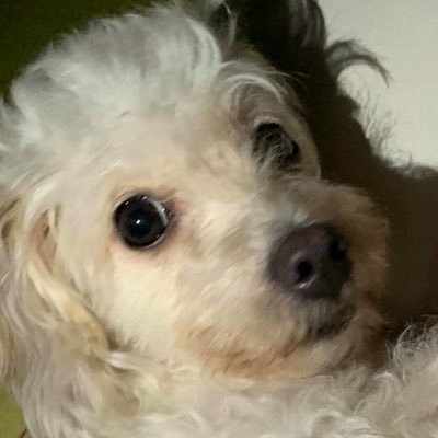 Profile Picture of MILO (@JuanMig_Enrique) on Twitter