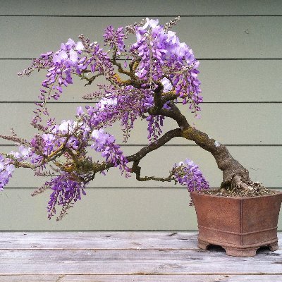 Profile Picture of Jared Pearson (@ThornForARose) on Twitter