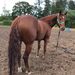 Profile Picture of Brianna Colton (@bri4horses) on Pinterest