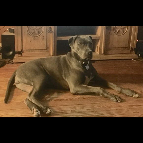 Christen Goodenough-mcgahey - Poshmark Profile Picture of Christen Goodenough-mcgahey (@cgmcgahey) on Poshmark