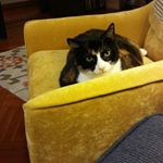 Sherri Machlin - Instagram Profile Picture of Sherri Machlin (@sheeberman) on Instagram