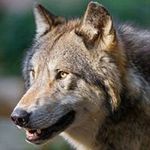 Profile Picture of Buddy Cook (@wolfcook73) on Instagram