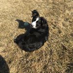 Profile Picture of Lucas Bliss (@ascendant_knight) on Instagram