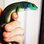 Profile Picture of Johnny Starseed (@johnny_starseed) on Instagram