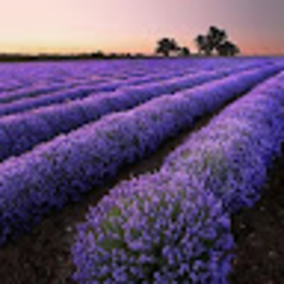 Profile Picture of Alaina Stewart (@alainastewart70) on Poshmark