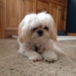 Gus Miles Vagle - Instagram Profile Picture of Gus Miles Vagle (@gusgusvagle) on Instagram