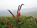 Profile Picture of Moullava spicataon Wikipedia