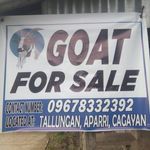 kaylaks - Instagram Profile Picture of kaylaks (@gary_carbonel) on Instagram