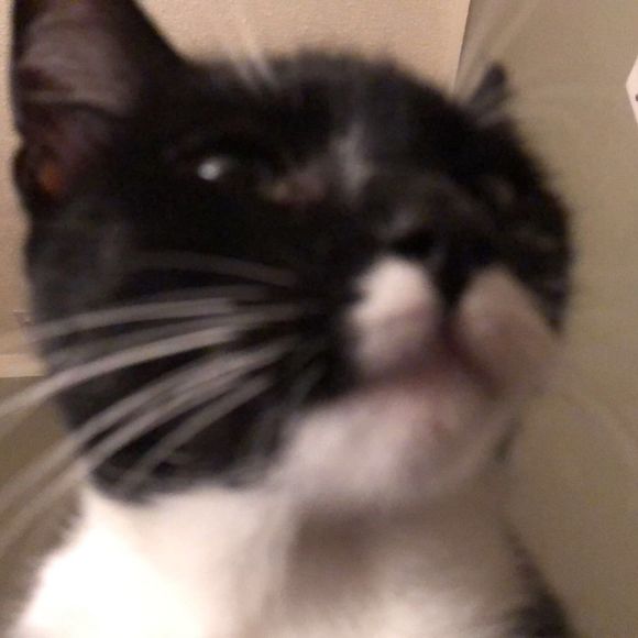 Profile Picture of Kayleigh Blevins (@kayleighblevins) on Poshmark