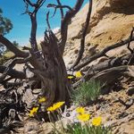 Profile Picture of Tessa Ryan VanRiper (@t_viper_2) on Instagram