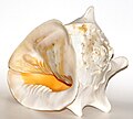 Profile Picture of Cassis (gastropod)on Wikipedia
