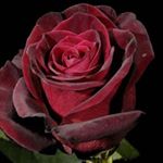 Profile Picture of Najiba nateqi (@narges___yasamin) on Instagram