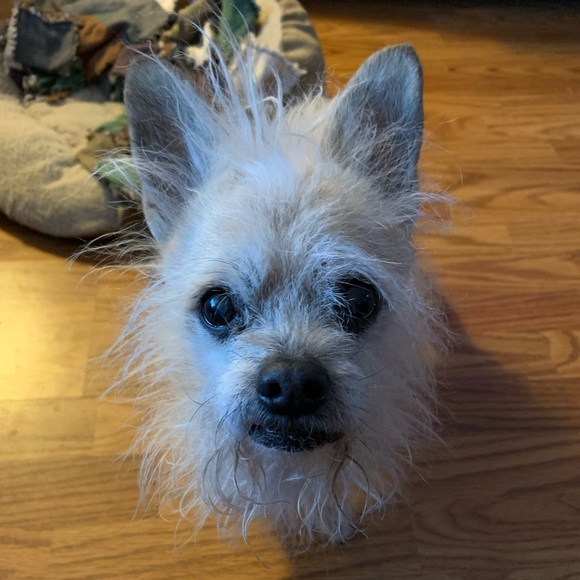 Profile Picture of Jodi Stephens (@cjakajodi) on Poshmark