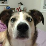 Profile Picture of Alyssa Diemert (@sable_dog_pet_love) on Instagram