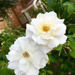 Profile Picture of Xiaohui Shen (@cathyshen2015) on Instagram