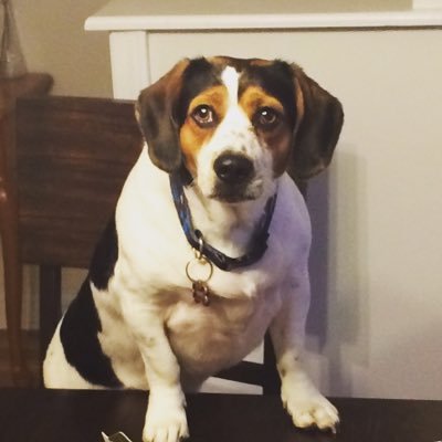 Bradley S. Bell - Twitter Profile Picture of Bradley S. Bell (@GoldenBeagle14) on Twitter