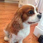 Cooper Schmidt - Instagram Profile Picture of Cooper Schmidt (@cooperschmidt_) on Instagram