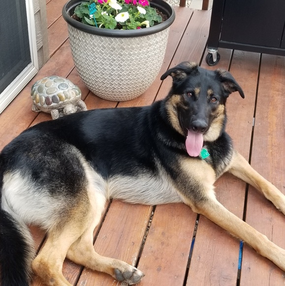 Profile Picture of Stacey Wantoch (@stacey_93) on Poshmark