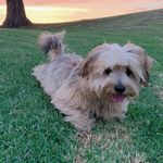 Profile Picture of Buddy Boy Bradley (@buddyboybradley) on Instagram