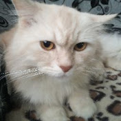 Profile Picture of Nalim (@nalimrpg) on Youtube