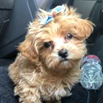 Profile Picture of Luna Skye McLeod (@queen_luna_skye) on Instagram