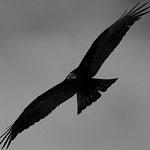 Profile Picture of Andrew Green (@nighthawk1918) on Flickr