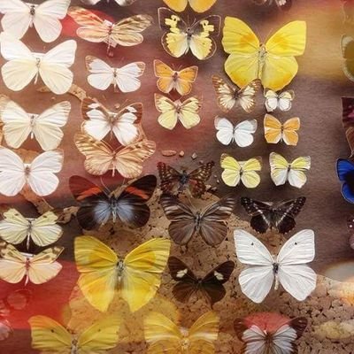 Profile Picture of Jodie Jones (@JoLuJo0) on Twitter