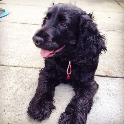 Profile Picture of Lucy Wands (@Lucy_Sugg_) on Twitter