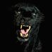 Profile Picture of Daren Forest (@daren.forest) on Facebook