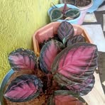 Profile Picture of Ginger Schofield (@ginger.schofield.52) on Facebook