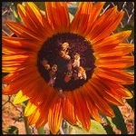 Profile Picture of Robertson Richard (@hellsingepic) on Instagram