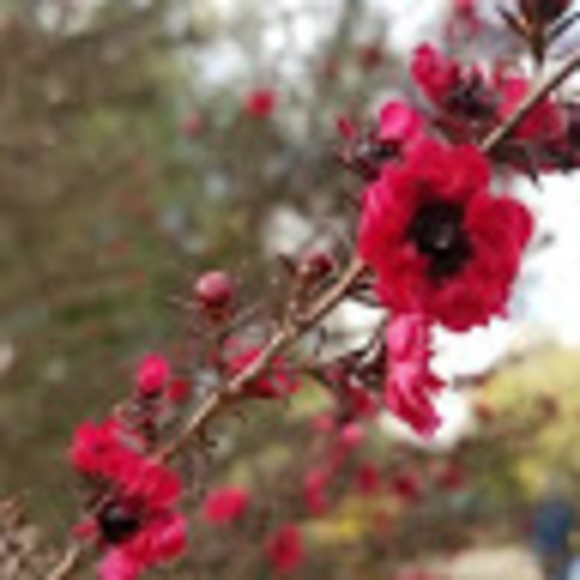 Profile Picture of Nunya Bitness (@dancelittled) on Poshmark