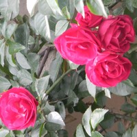 Profile Picture of Hetal Solanki (@hetal-solanki-17) on Quora