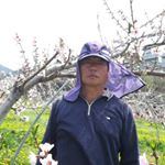 단양방산미농원/유기농농산물/복숭아/사과/직거래 - Instagram Profile Picture of 단양방산미농원/유기농농산물/복숭아/사과/직거래 (@bagcang68) on Instagram