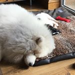 Profile Picture of CoCo & Rick Bowker-Sutton (@hello.buttondogs) on Instagram