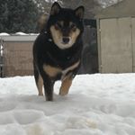 Profile Picture of Jeff Howes (@yomamas.funbags) on Instagram