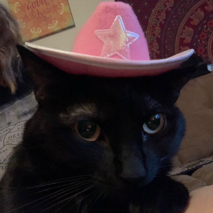 Profile Picture of kritter ✨ (@little.kritter) on Tiktok